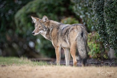 I72C4B7ZTNCVZN5M77PXDT2O3A