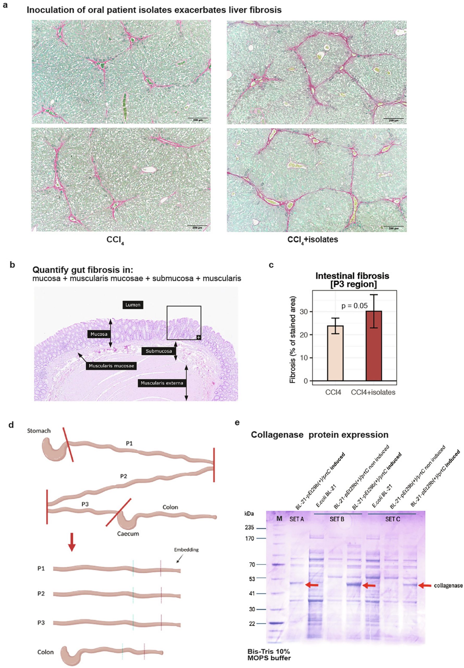 altered microbiome ora scaled