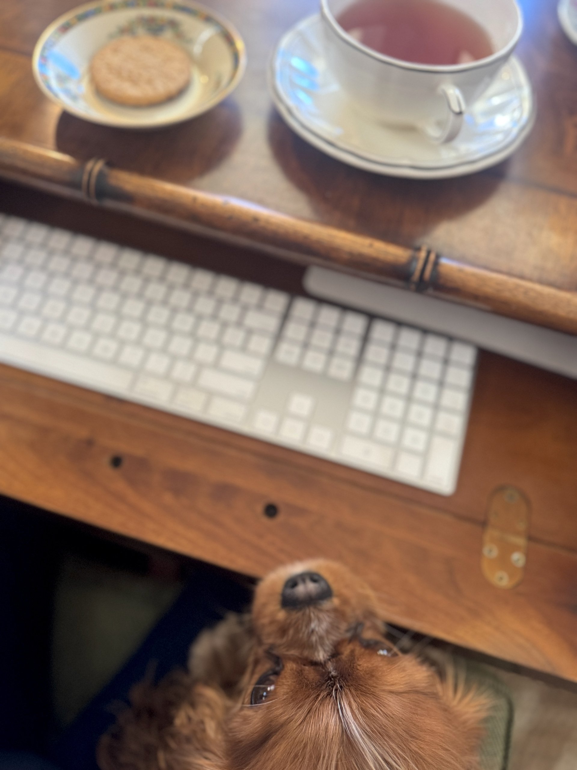 nelledeskteacookie scaled 1