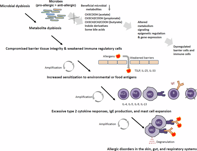 Regulation of allergies across the body by microbial metabolites - Nature 3 12276 2026 1642 Fig1 HTML