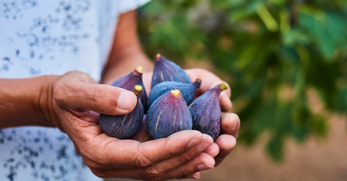 1771409555 freshly collected figs