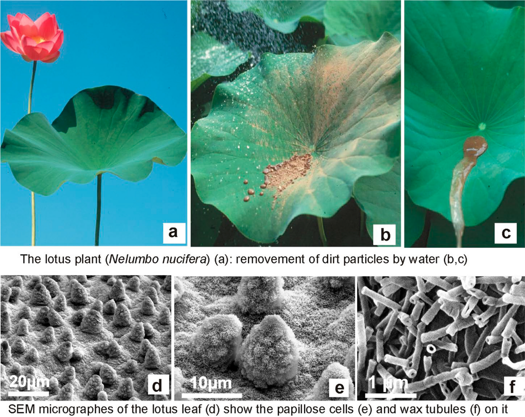 425 2026 4937 Fig1 HTML