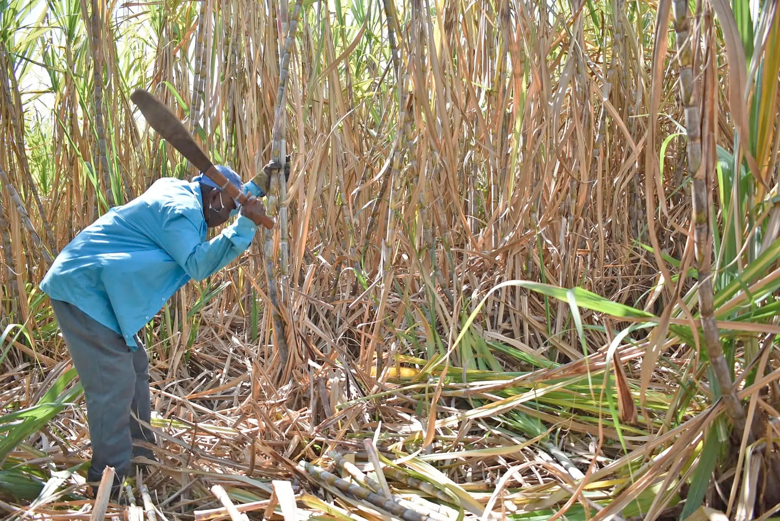 Growers face $8 million loss from unharvested cane | Fiji Sun 1 71690918 c465 44d0 a3ba b0a75271edd4 scaled