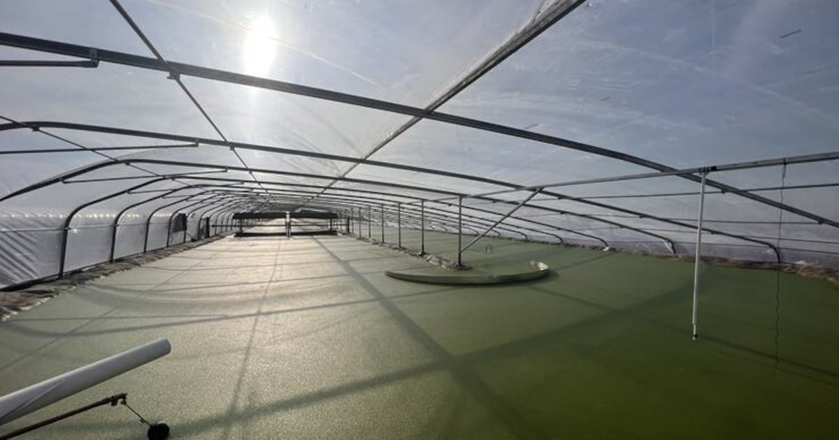 FDA greenlights plant-based egg protein as industry rebuilds after bird flu - FoodNavigator-USA.com 1 HZO2ODVTKZEIPMDHSBLAXTD7T4