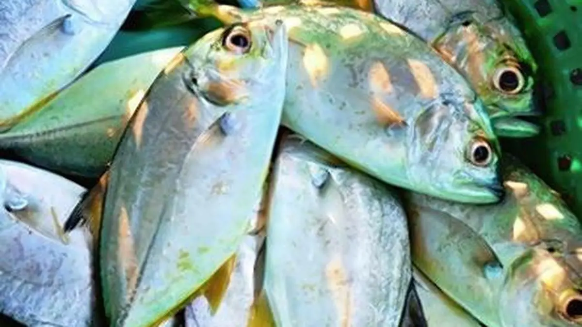 IMG BL16 FISHERIES 2 1 2S82NRBH