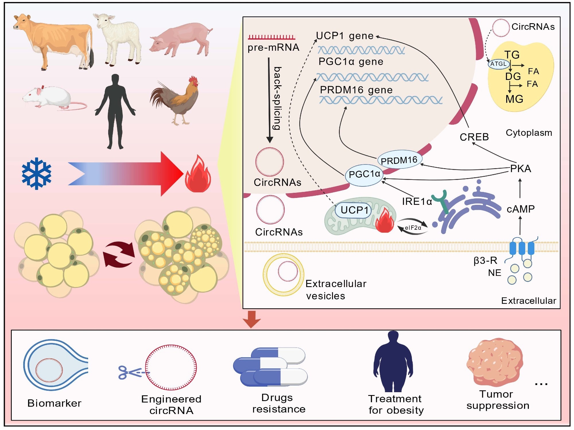 New review explains how circular RNAs could unlock fat browning therapies - News-Medical 1 ImageForNews 831487 17721618540305414