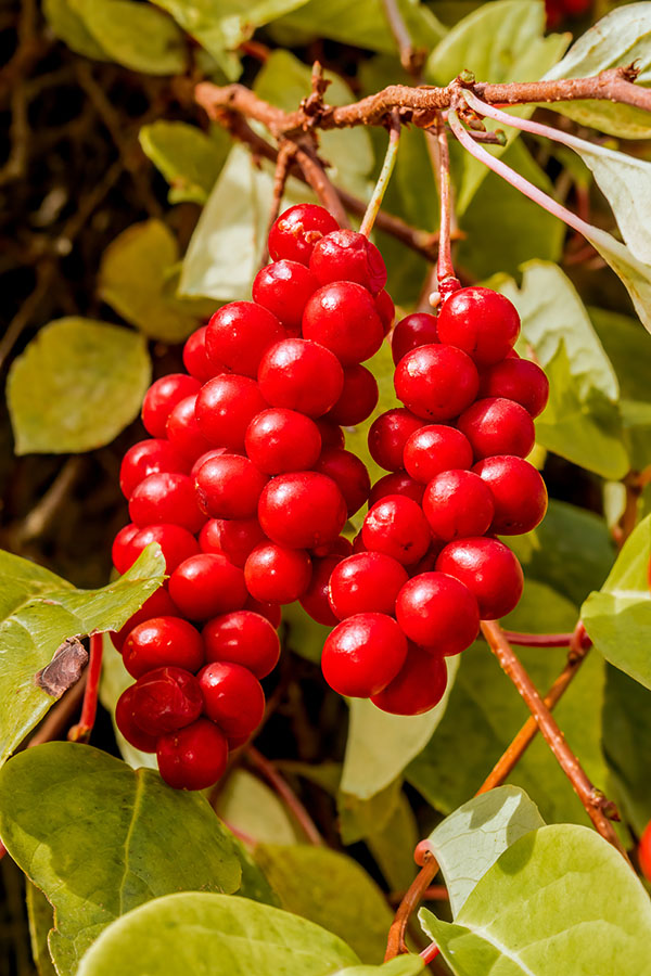Schisandra Berries 1