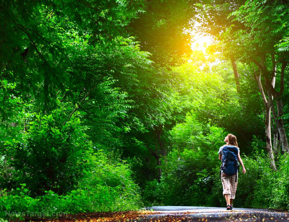 Walk Nature Park Forest Person Path Greenery