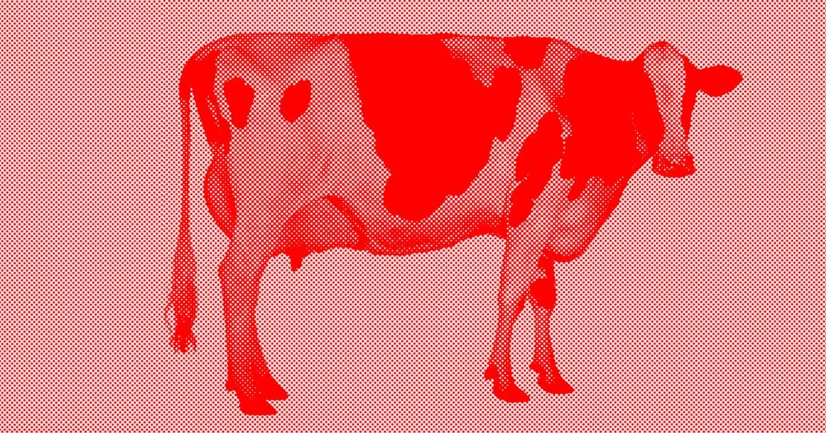 cow2