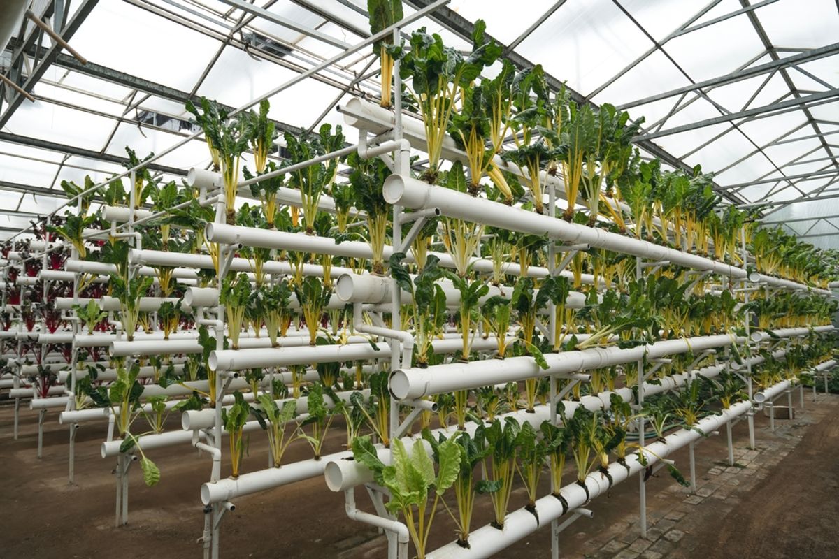hydroponic greenhouse