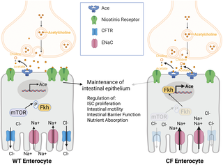 Cholinergic signaling modulates intestinal pathophysiology in a drosophila model of cystic fibrosis 1 image 24
