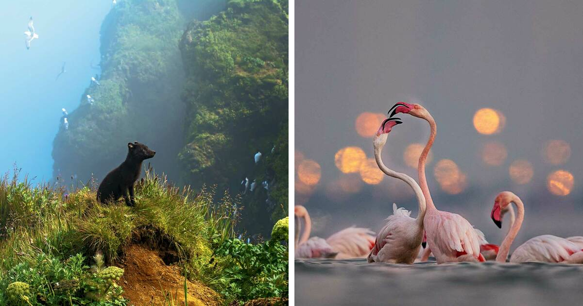 wildlife photo winners 2025 nwf