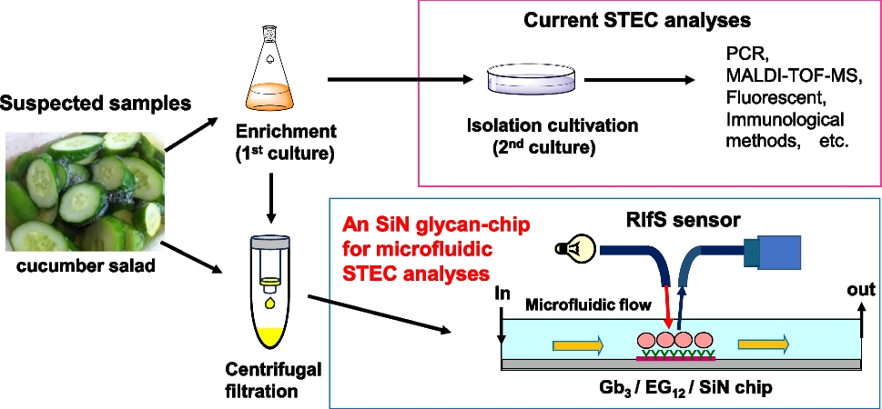 Use of Gb3 trisaccharides with oligo-EG linker for the detection of Escherichia coli O157:H7 Shiga toxins present in a fresh vegetable salad - Analytical and Bioanalytical Chemistry 2 216 2026 6387 Figa HTML