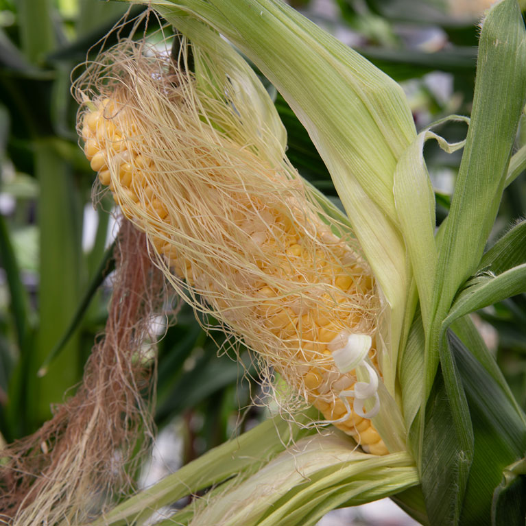 260306 pr blum homepage