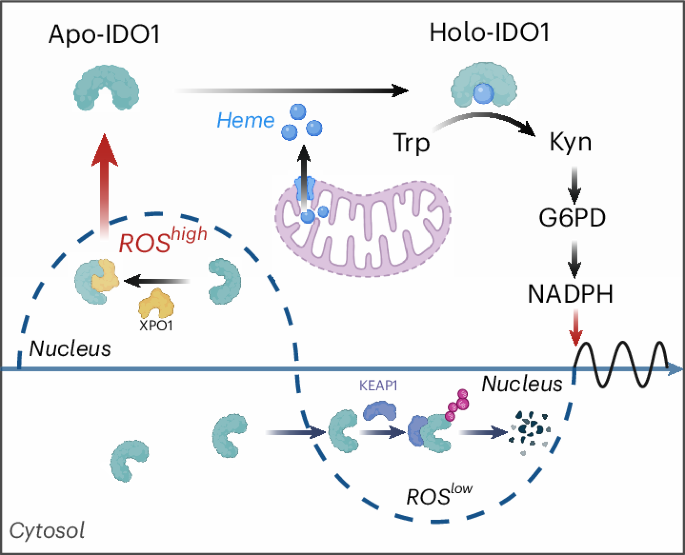 41589 2026 2161 Figa HTML
