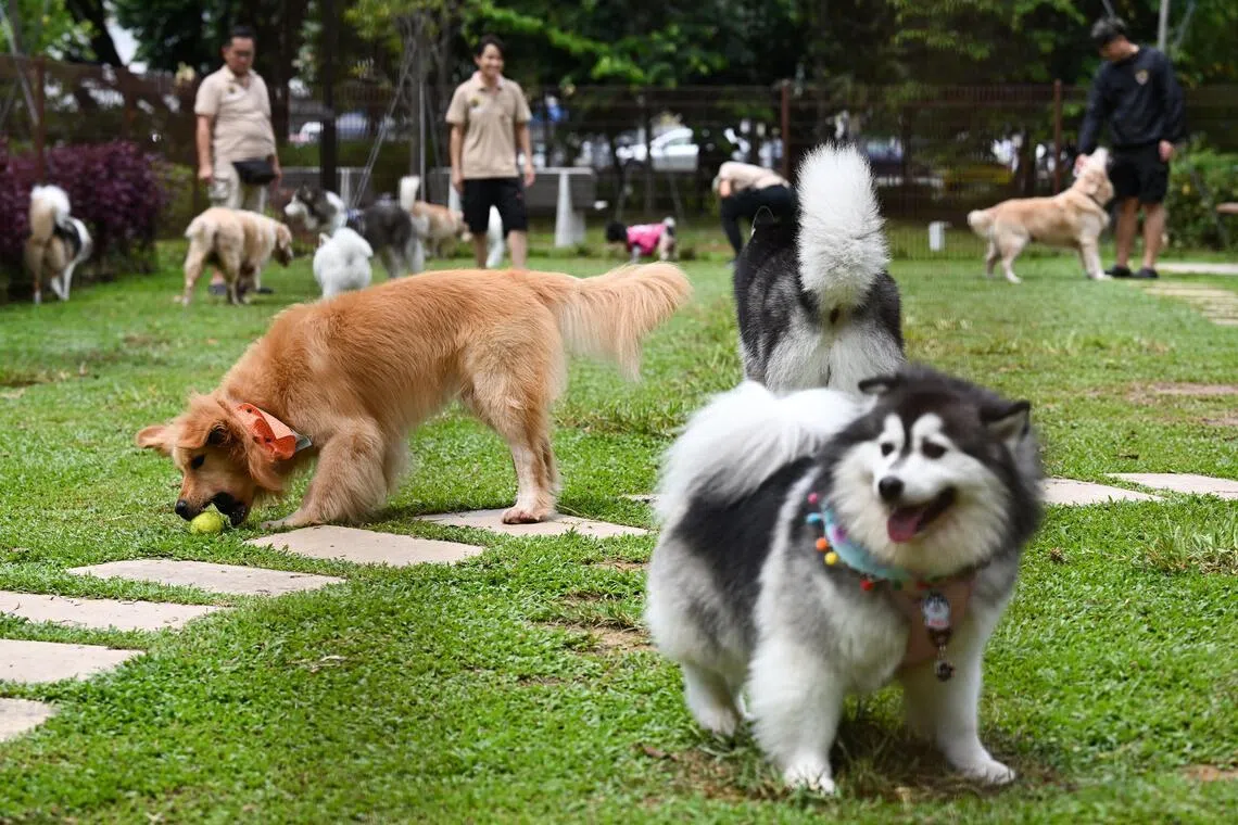 Veterinary Practice Bill: What it is and what it means for pet owners and veterinary professionals 1 57f51a865ddbaa9ebd13edc39f63a58e57dd4c731d134bb4c59b1606b0a376af