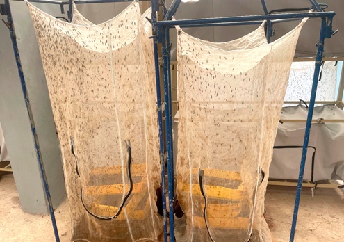 The insect economy: How black soldier flies are reshaping agriculture 5 Adultarium