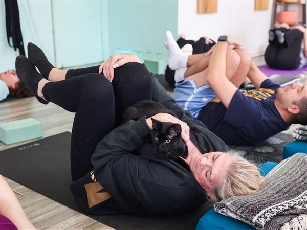 Photo Gallery: Yoga with Cats 1 CTY YOGACATS02 a