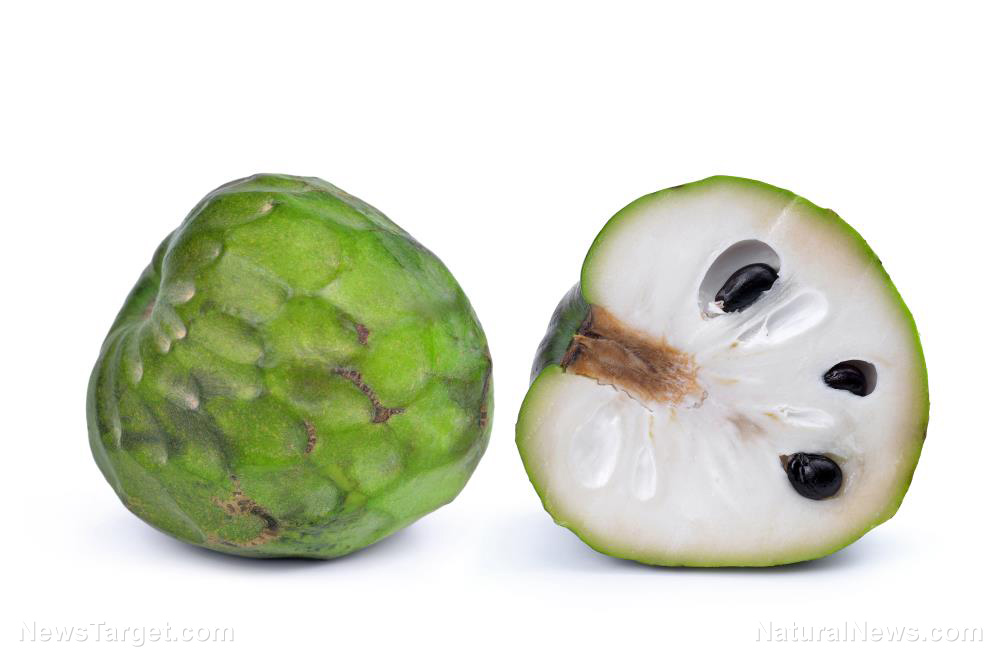 The custard apples comeback: Unveiling the nutrient powerhouse hiding in plain sight 1 Cherimoya Annona Antioxidant Apple Background Custard Diet