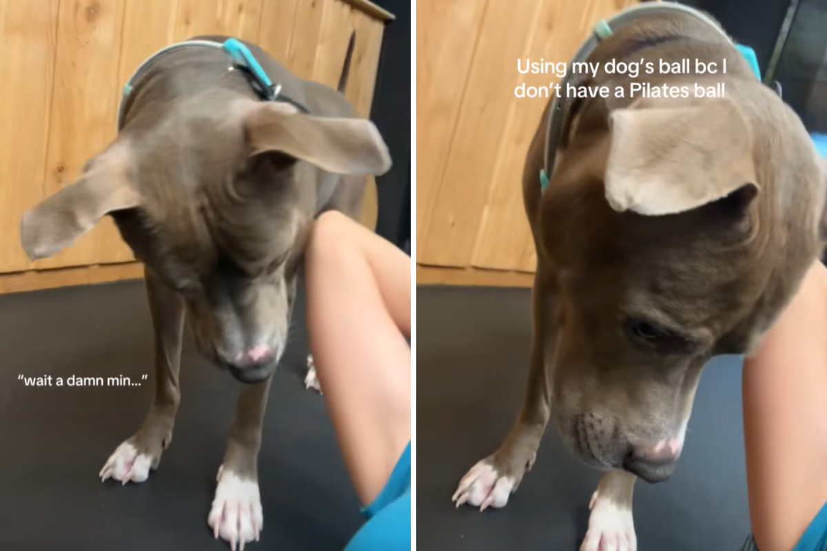 Copy of New Split Pic Template 2026 03 13T101148.302