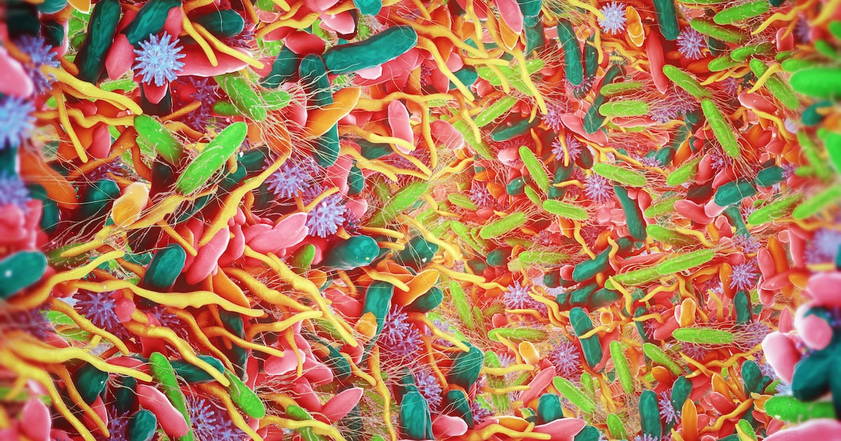 OEA may boost Akkermansia levels and improve gut barrier function: RCT - NutraIngredients.com 3 EYD7B2E6XJDM7KVKG76E4B7M3Q