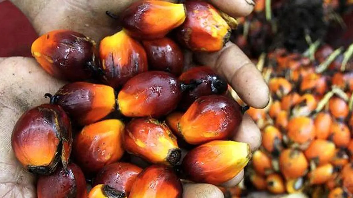 Edible oil impoGIOFEEKQ7.4.jpg