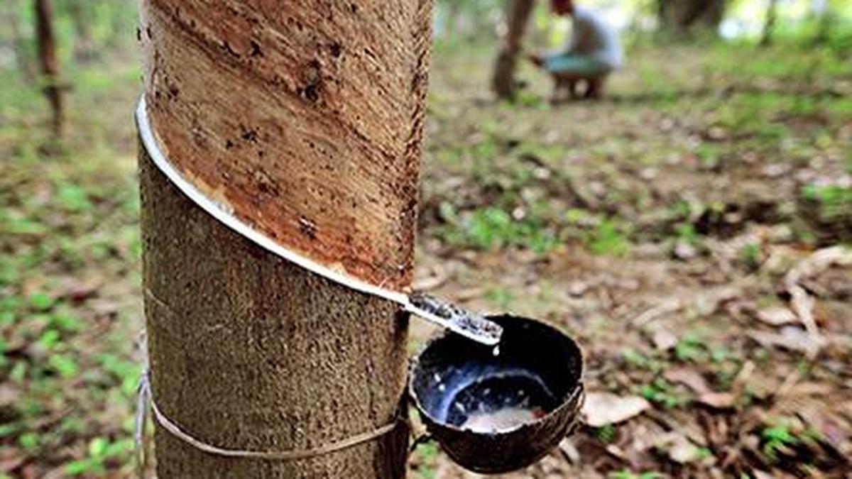 IMG IMG IMG 2150 30 12 2 2 1 029UV1NN