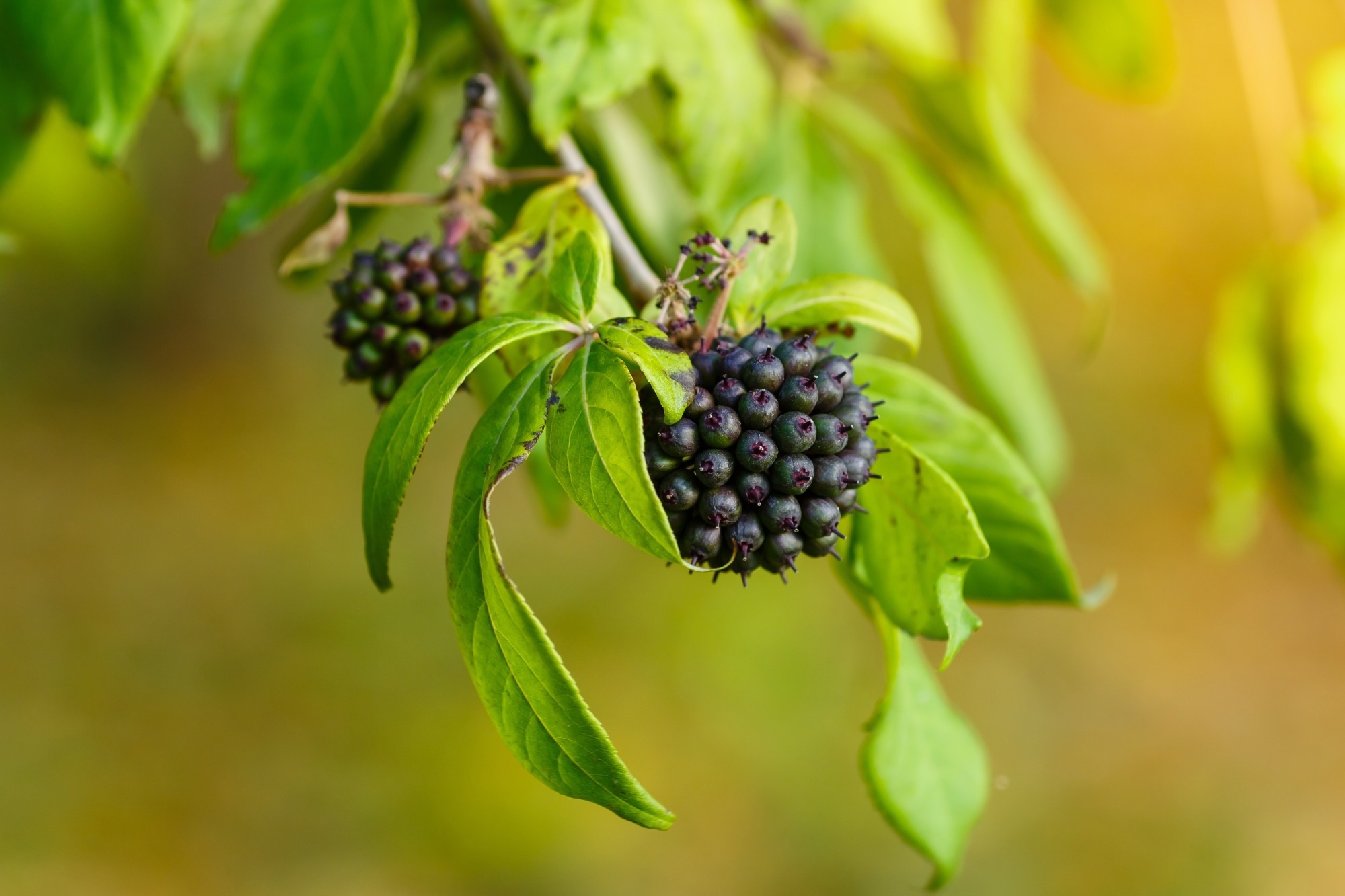 ImageForArticle 27312 17732754263278944