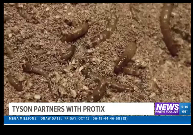 From TED Talk to Total Flop: The Rise and Fall of the Insect Farming Boom 1 LI 40 Tyson Foods Insects