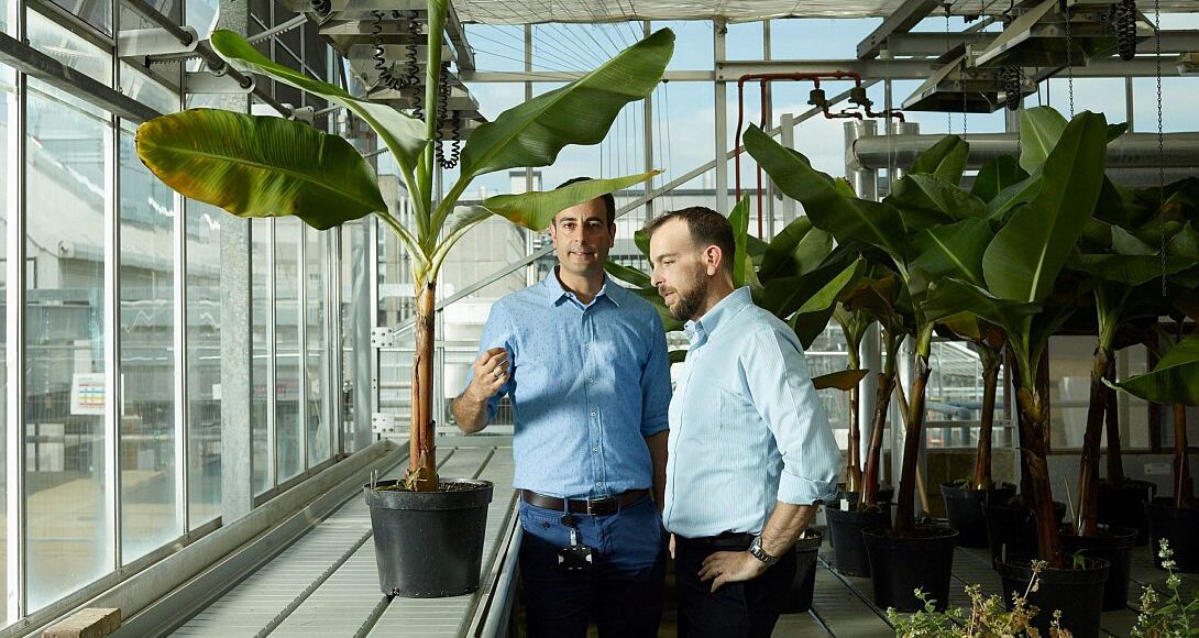 Tropic bananas e1773338661774