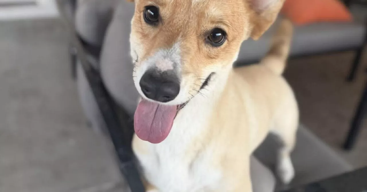 Adoptable pets from Arizona Humane, Maricopa County, HALO, AAWL and AZ Small Dog Rescue (3/26/26) 1 adoptable pets from arizona humane maricopa county adoptable pets from arizona humane maricopa county B65BC2FEB930226844C5302B31AC8621