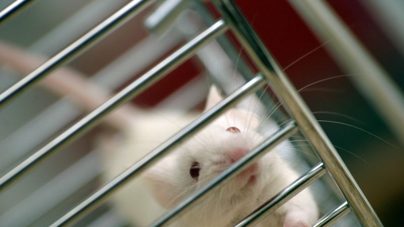 The push to end animal testing is gaining steam, but technology cant fill the gap yet | CNN 1 c gettyimages 1407376566