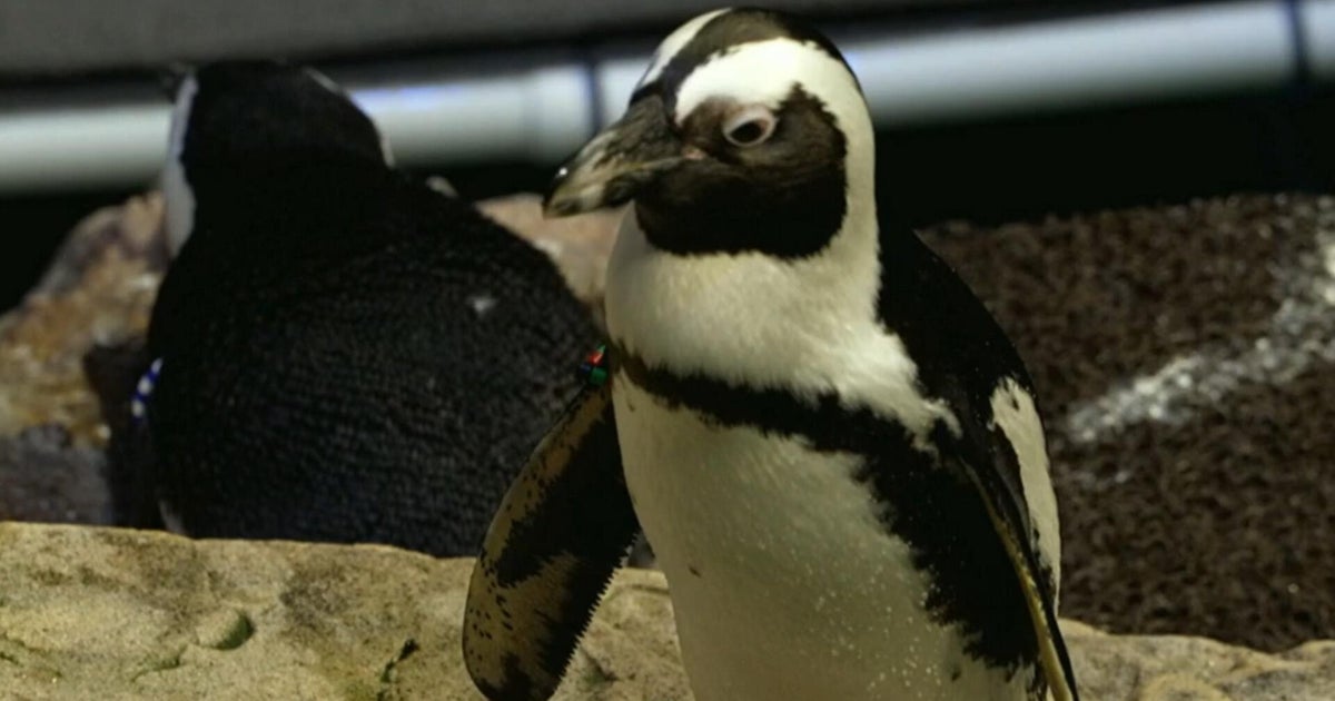 cbsn fusion a retirement home for penguins thumbnail