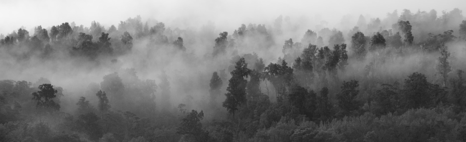 Your bridge to wealth is being pulled up 1 forest