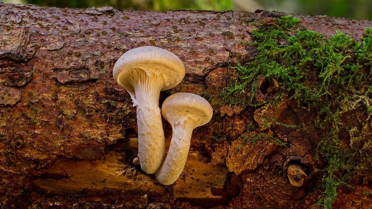 paddy straw mushroom 1 301434808 16x9 1