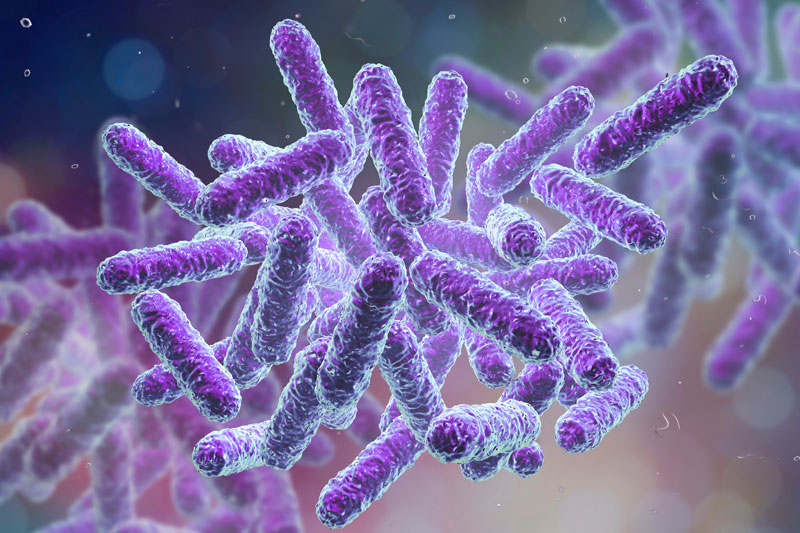 saanroo s trpti bioavailable oea increases akkermansia