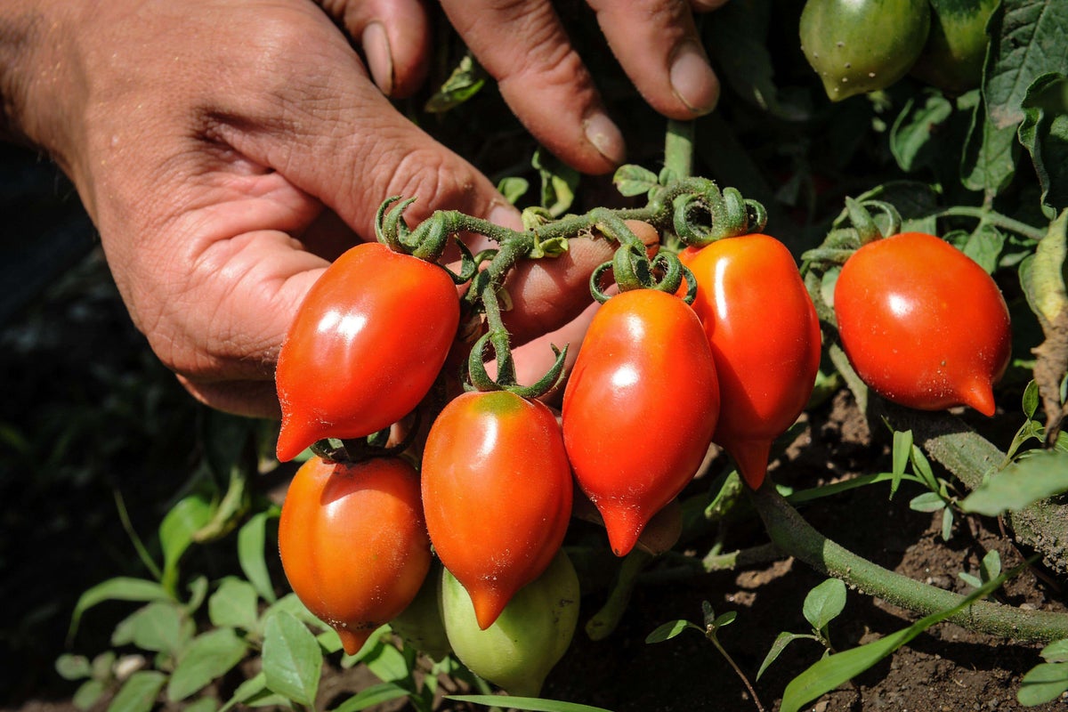 Discovering the tomato with a much longer shelf life 1 01125131 c8664bbd 7b90 4b2f 84dc 998869b33b4a