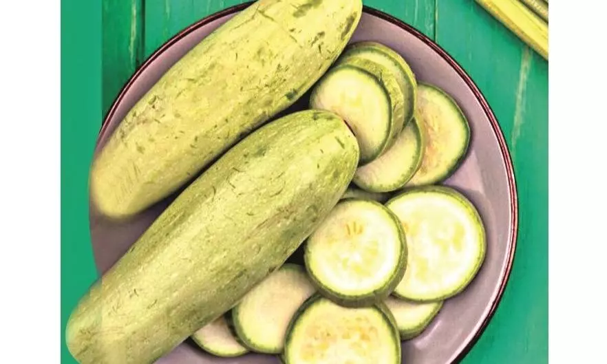 2034584 27botte gourd