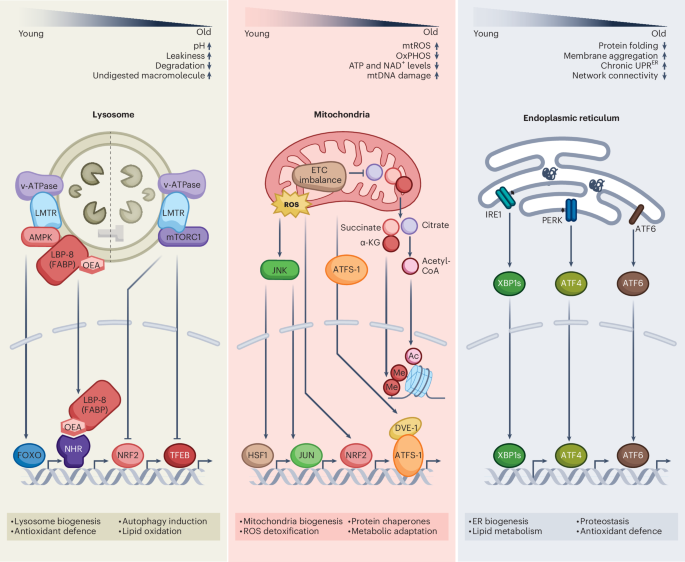 41556 2026 1927 Fig1 HTML