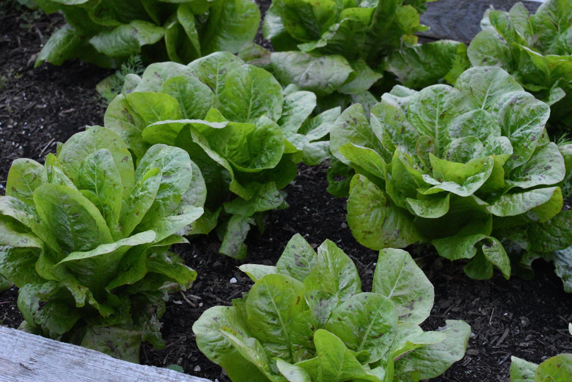 54883690642 7edf99fc56 5k