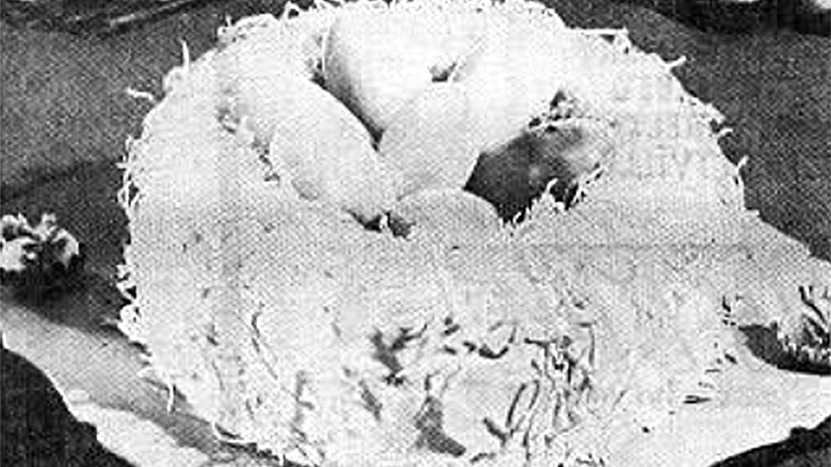 89307964007 lr next cake