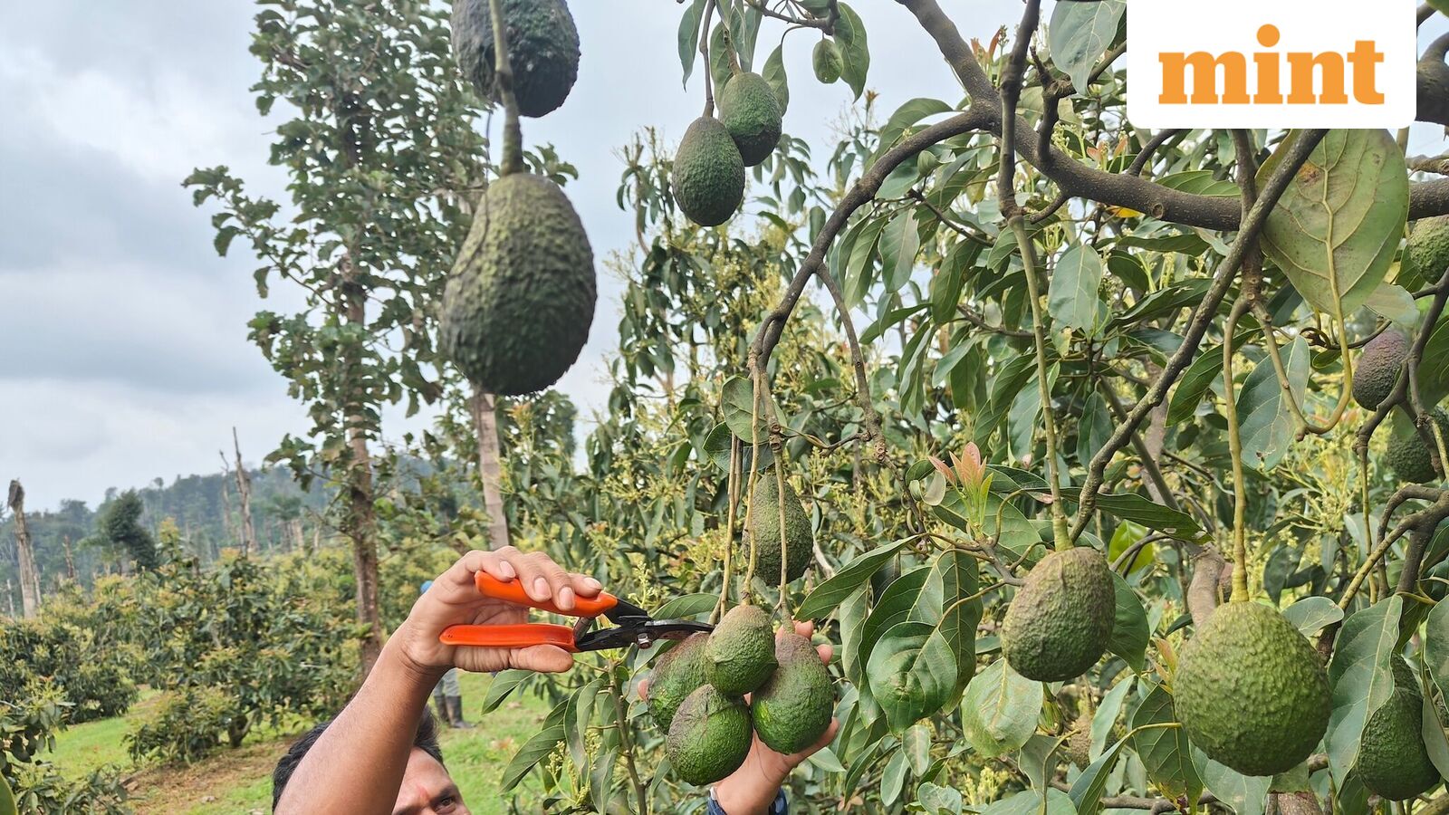 Avocado 1761473287963 1776959529476