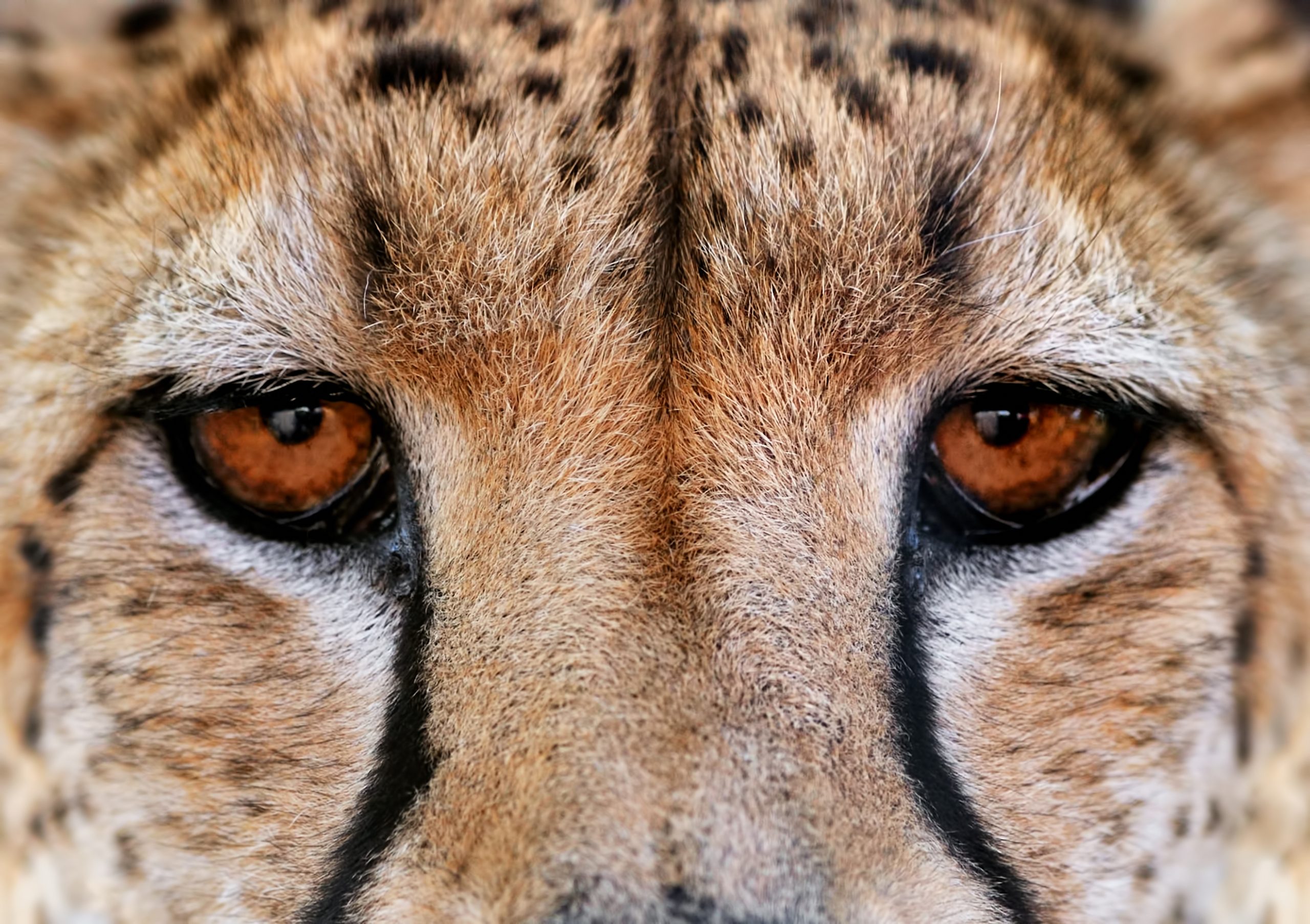 Cheetah eyes scaled 1