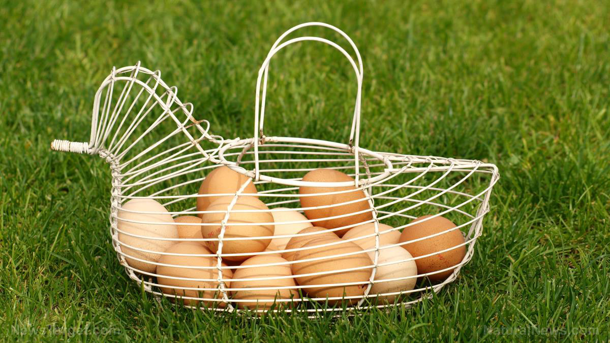 Eggs Basket Fresh