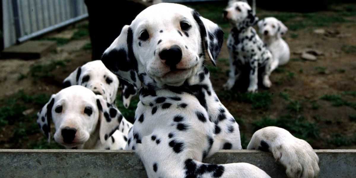 Mans best friend may soon live a little longer thanks to a new pill promising to extend your pups lifespan 1 GettyImages 883412182