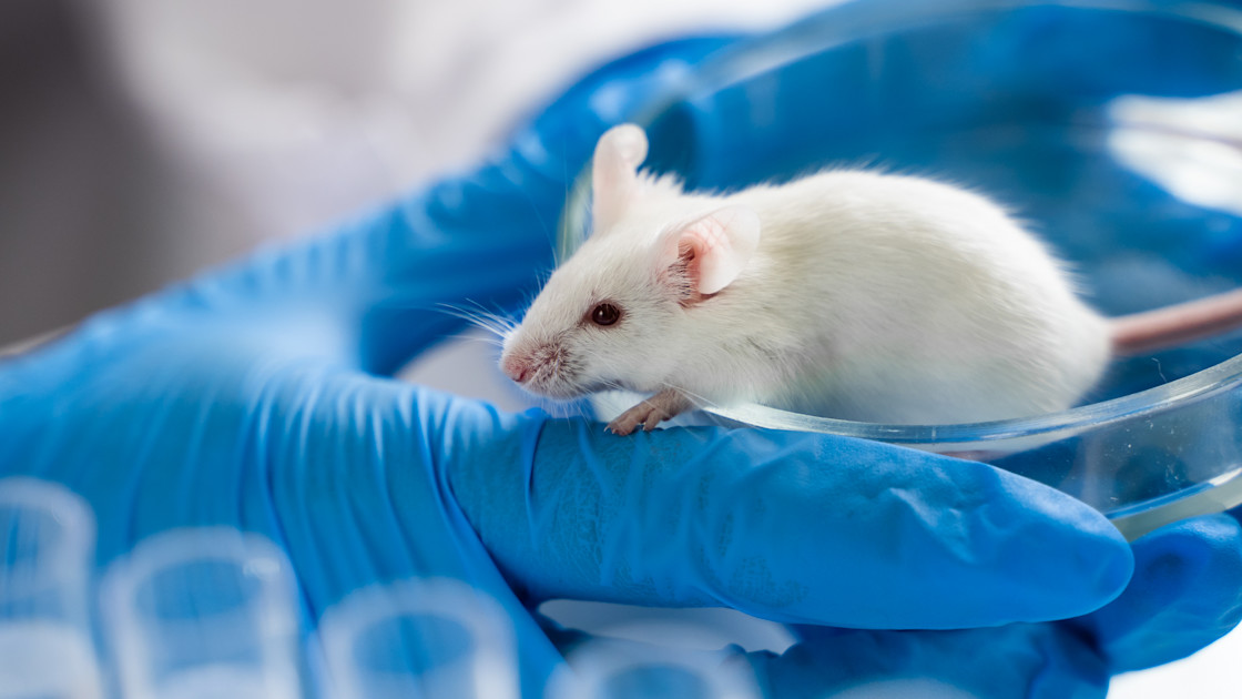 Negative effects of artificial sweeteners may pass on to next generation, mouse research suggests - Frontiers 1 Horizontal Close up of laboratory black mouse on the glass tubes for animal test