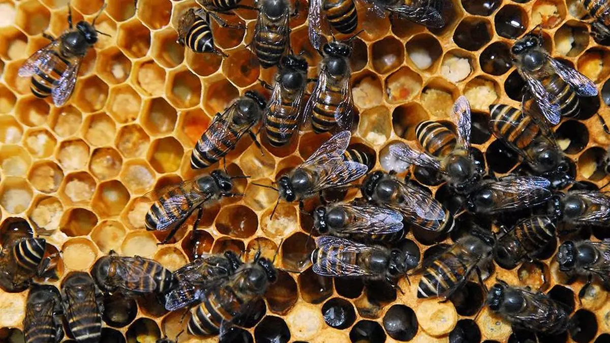 The rise of natural honey in India: A shift from mass production to purity 5 IMG Apis Karinjodian.JPG 2 1 TNAFKT6O