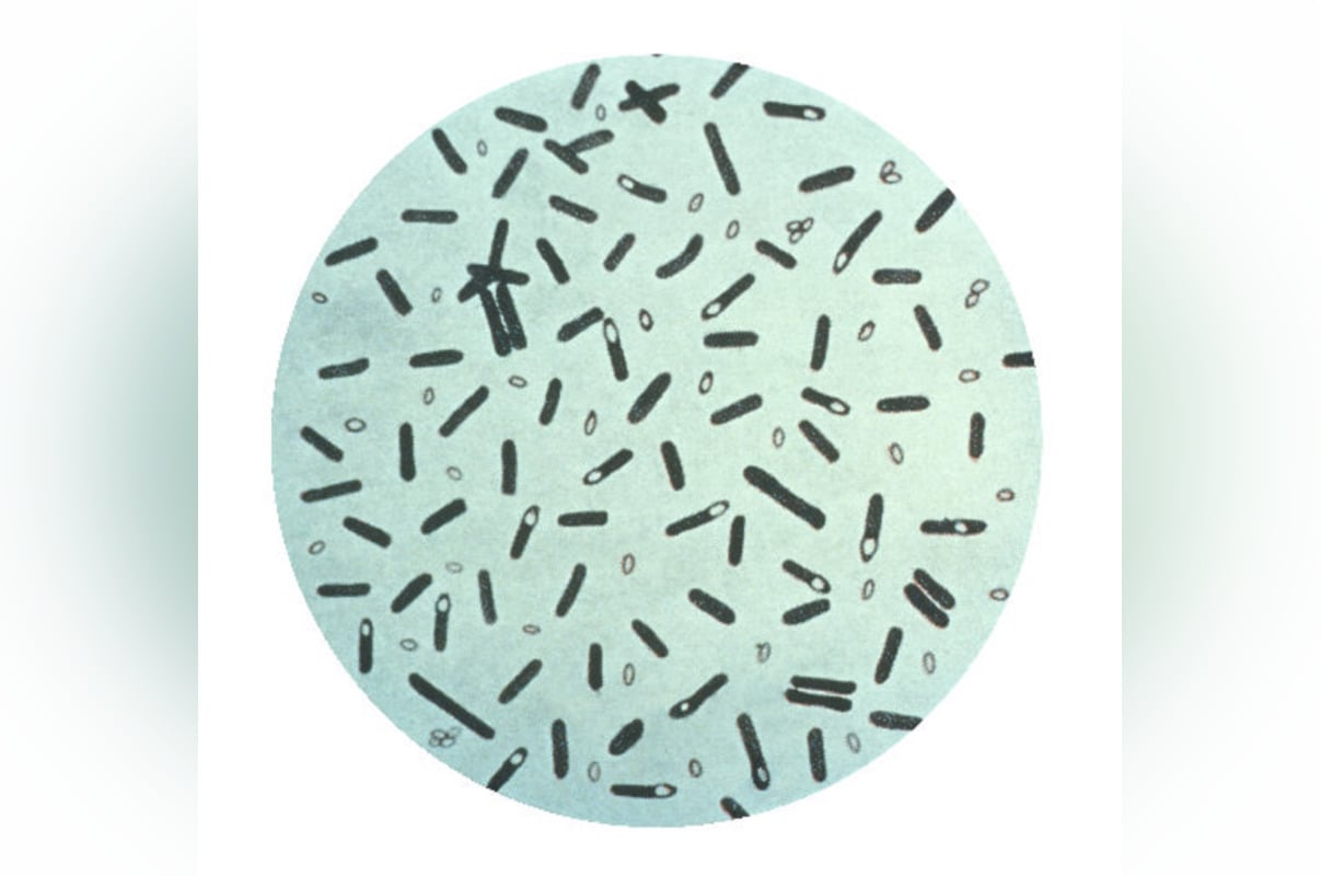 Brain Booster Scare: Rockville Centre Tonic Recalled Over Botulism Risk 1 brain booster scare rockville centre tonic recalled over botulism risk 1