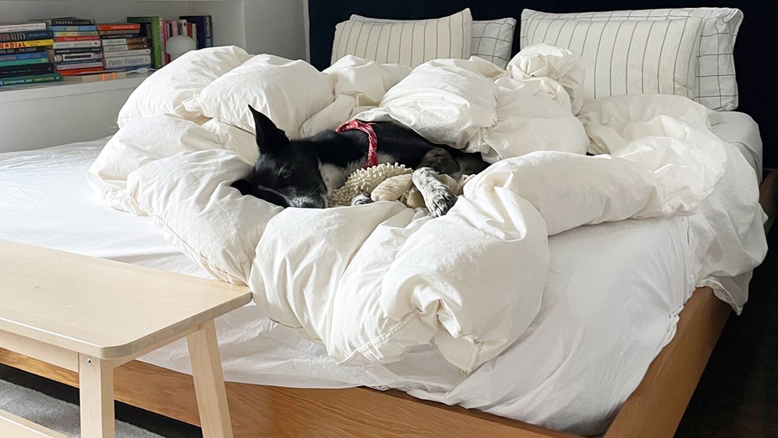 dogs pets companions industry chips bed