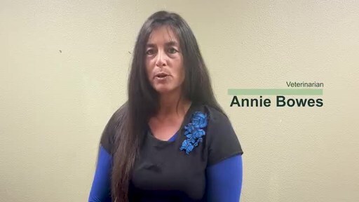 hellonation article featuring expert veterinarian dr annie bowes discusses how often pets should have regular checkups